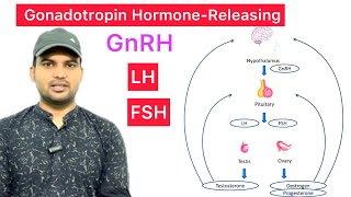 GnRH  GonadotropinReleasing Hormone  Secret FSH amp LH  Function of FSH amp Function of LH  LH FSH [upl. by Ahsiral]