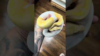 This albino pied is just GLOWING 🤩 reptiles ballpython fyp snake [upl. by Rosemaria310]