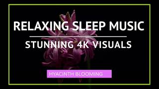 Slow retimed Hyacinth flower blooming time lapse set to relaxing sleep music [upl. by Ocko]