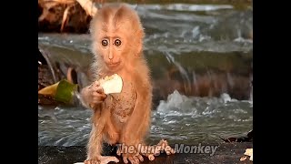 This Morning I found a cute baby monkey at the waters edge He asked me for an apple [upl. by Shaeffer]