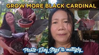 Propagating Black CardinalPlants Simple Steps to Multiply amp Boost Growth Naturally [upl. by Hnahc]