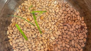 How to cookprepare your Beans for Haitian Rice [upl. by Alathia]