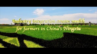 Industry integration creates wealth for farmers in Chinas Ningxia [upl. by Thorsten]