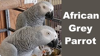 African Grey Parrot Diet amp Care [upl. by Megdal]