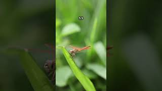 Discover the Hairy Dragonfly Natures Tiny Marvel [upl. by Koch264]