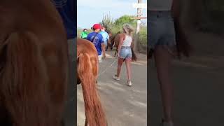 Hoe is het om geredde paarden te verzorgen op een tropisch eiland 🌴 paardenpraattv pptv shorts [upl. by Dennard497]