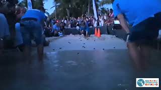 Hawksbill hatchlings release 27 june 2024 Blue bay Curacao [upl. by Power]