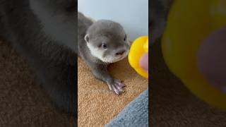 When baby otter meets a duck toy🦦🐥😂 yoonathetigerdachshund dog puppy shorts [upl. by Lelia573]