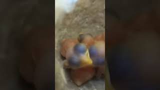 Grassland Explorers Zitting Cisticola Babies in Action ytshortsvideo trendingvideo [upl. by Fachan]