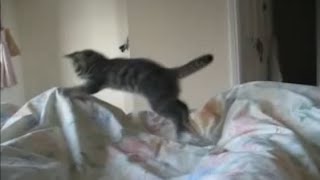 Funny jumping hyperactive kitten at 6 in the morning [upl. by Namie19]