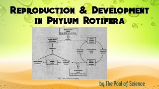 BScADPBS Zoology Reproduction amp Development in Phylum Rotifera by The Pool of Science [upl. by Sarge752]