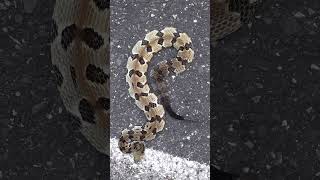 Rattlesnake RESCUE Helping Snakes Off The Road [upl. by Stesha]