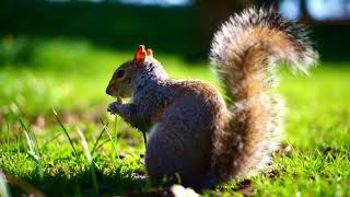 Happy Squirrel  Colchester Castle Park  7Artisans 35mm f12  Sony Nex6 [upl. by Acquah]