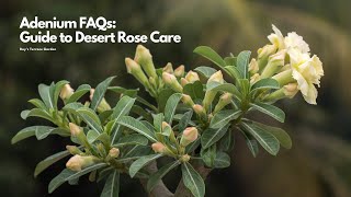 Adenium FAQs Your Ultimate Guide to Desert Rose Care  Essential Care Tips [upl. by Xuerd]