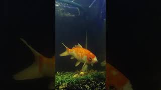 Aeromonas hydrophila pada ikan Koi ⁉️ obat alami aeromonas koi [upl. by Llerret]