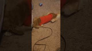 What is my dog doing 🫦 under the chair Part 1 my cute clever puppy [upl. by Asenad]