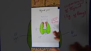 Thyroid Gland Anatomy 1Shape Relations [upl. by Anaila]