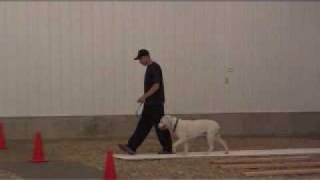 American Bulldog Bruiser  Dog Training Graduate [upl. by Olegnaleahcim384]