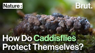 How Do Caddisflies Protect Themselves [upl. by Swetlana]