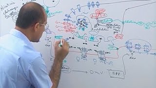 Neuromuscular Junction  Structure  Function amp Diseases🩺 [upl. by Hada]