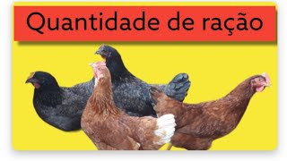 Qual a quantidade de ração para galinhas poedeiras [upl. by Ydniw631]