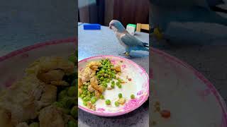 Qiuqiu is more experienced than last year in stealing food bird food parrot supplies parrot foo [upl. by Natloz]