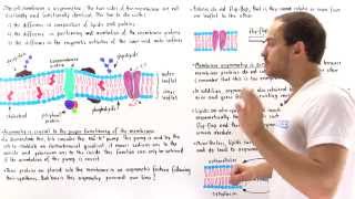 Asymmetry of Cell Membrane [upl. by Gertrudis]