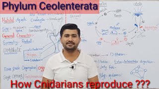 104 Phylum Coelenterata or Cnidaria  Life cycle of Coelenterates  Fsc Biology Kingdom Animalia [upl. by Aiyram723]