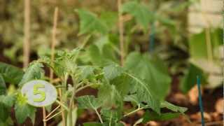 Hoe kan ik slakken bestrijden of voorkomen in mijn moestuin [upl. by Gibeon]