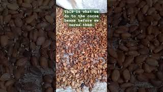 How to get 100 cocoa Seedlings chocolate cocoapods agriculture farming plantain cocoa food [upl. by Niamor]