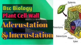 Adcrustation amp Incrustation In Plant Cell Wall Plant Tissue  Bsc Biology  Lectures18 asishsir [upl. by Animsaj341]