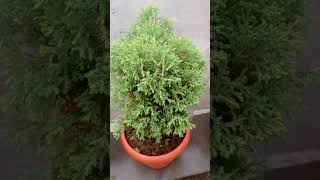 Thuja plant  Thuja plant care  Tujha plant care thuja plant tips trending viral youtubeshorts [upl. by Haela]