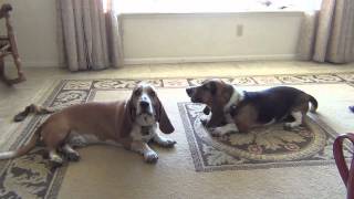 Basset Hounds Howling Lazy Style [upl. by Reizarf570]