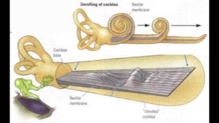 MIT Introduction to Neuroanatomy Series Part 5 [upl. by Eenat]