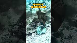 Octopus Outwits Predator with Insane Camouflage [upl. by Lodge484]