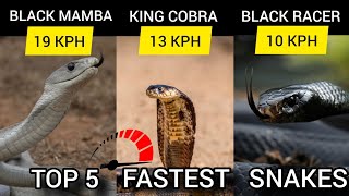 Top 5 Fastest Snakes In The World  Learn About snakes [upl. by Yntirb]