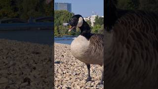 Canada goose preening  Kanadagans putzt sich Parkinsel in Ludwigshafen am Rhein [upl. by Ainotahs581]