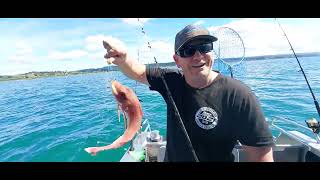 Fishing New Zealand Hawkes Bay Shallow Water Gurnard Frenzy [upl. by Enialed]