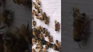 Melifera Bee in Hive  shorts viralvideo [upl. by Appleton]