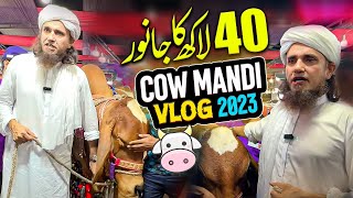 Mufti Tariq Masood Cow Mandi Vlog [upl. by Neelra]