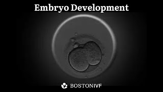 Embryo Development  Science at Boston IVF [upl. by Airoled]