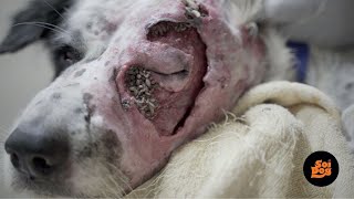 Rescue dog with huge maggot wound on face dogwoundcare dogrescue doglovers [upl. by Kuth205]