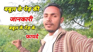 बबूल के पेड़ की जानकारी  बबूल के पेड़ के फायदे  देशी बबूल के फायदे  Babool Ke Fayde [upl. by Ruffin]