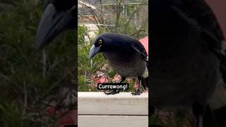 Magnificent Currawong Sound [upl. by Caitlin]