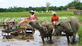 Traktor Dan KERBAU Membajak Sawah G1000 G3000 Zeva [upl. by Takara]