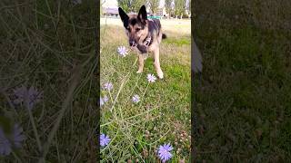 Cichorium intybus [upl. by Taddeusz]