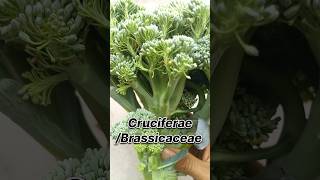 Broccoli  Botanical name of broccoli 🥦 family name of broccoli  shorts viral broccoli yt [upl. by Eenitsed]