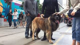 TIFF 2019  Leonberger Experience [upl. by Amme368]