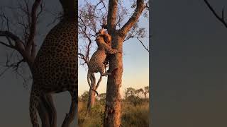 A Young Leopard’s Quick Thinking Stealing a Kill Before the Owner Returns [upl. by Scholem]