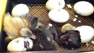 Watch baby duckling hatch [upl. by Atsahc795]